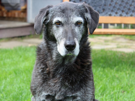 Webinaire #9 Le chien senior : préserver son bien-être mental 