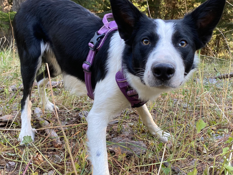 Votre chien de travail est avant tout… un chien !
