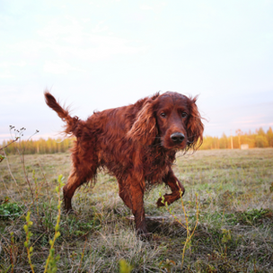 Formation #4 : La prédation chez le chien