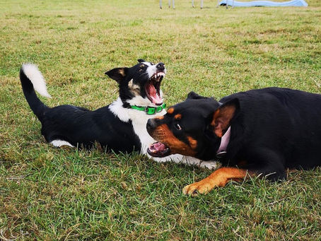 Les bagarres entre chiens, si on en parlait ?