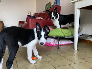 Ces choses que je n’apprends pas à mes chiens