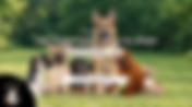 Webinaire #10 Les hypertypes chez le chien