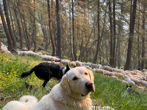 L’entente entre chiens de protection et chiens de conduite