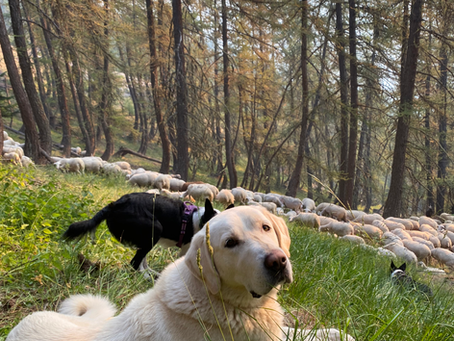 L’entente entre chiens de protection et chiens de conduite