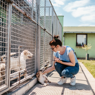 Webinaire #3 : Répondre aux besoins éthologiques du chien de refuge