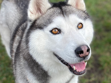 La complainte du Husky