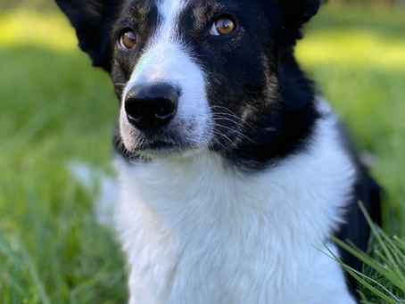 La résignation acquise, c’est quoi ?