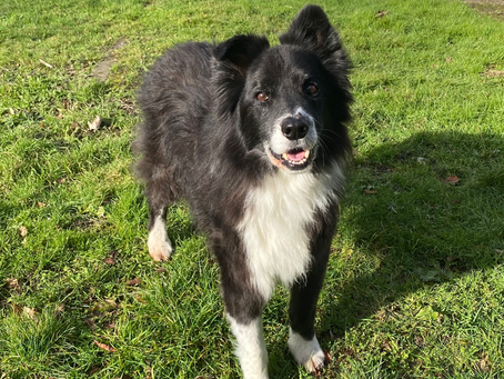 Le pic d’extinction, un phénomène comportemental fascinant