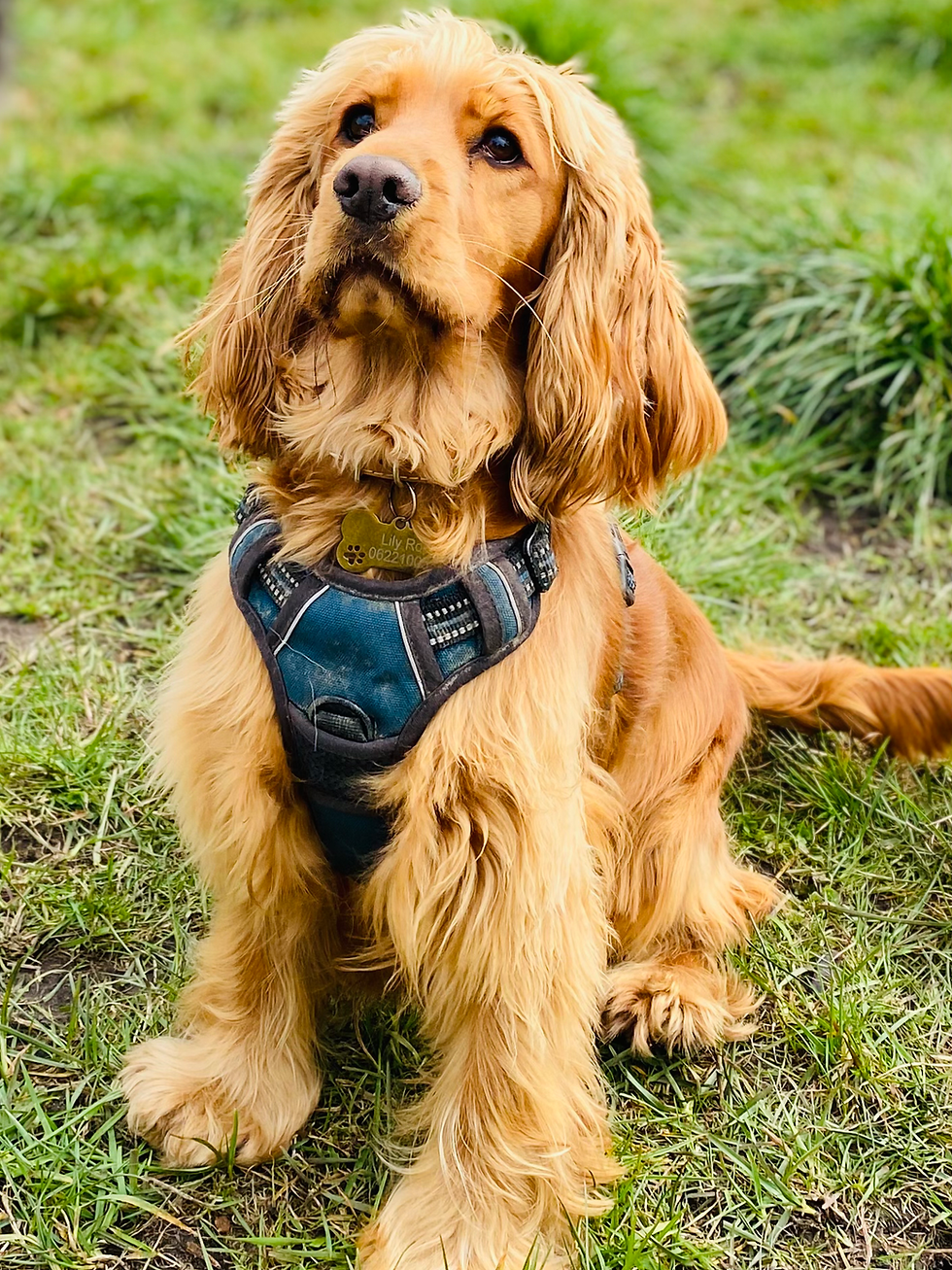 Petit portrait du… Cocker Spaniel
