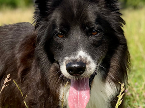 « Mordeur collie » pour la vie !