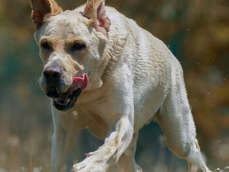 Étude de cas : Hollywood le « Tarzan » canin