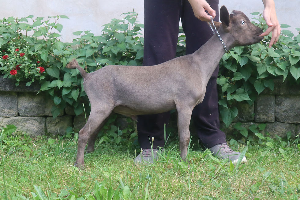 Wings & Caprines Shade of Blue at 3 1/2 months old