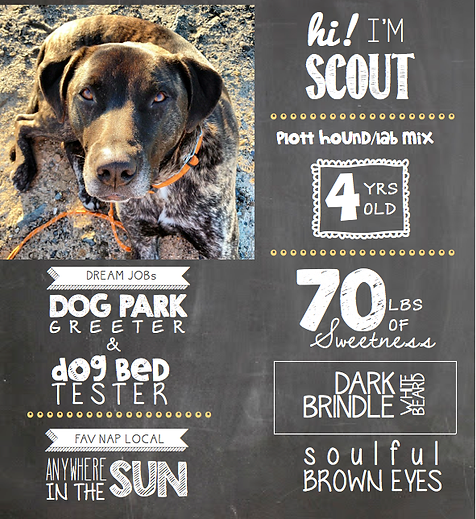 happy-dogs-scout