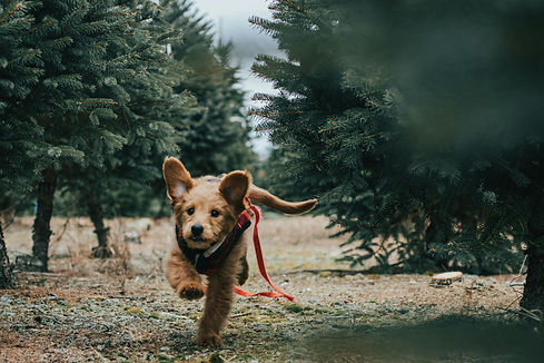 pexels-jayden-burdick-3397935.jpg