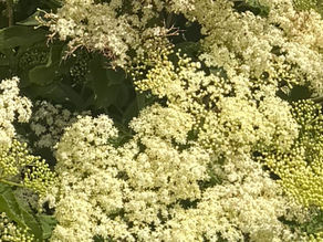 Elderflower Blossom