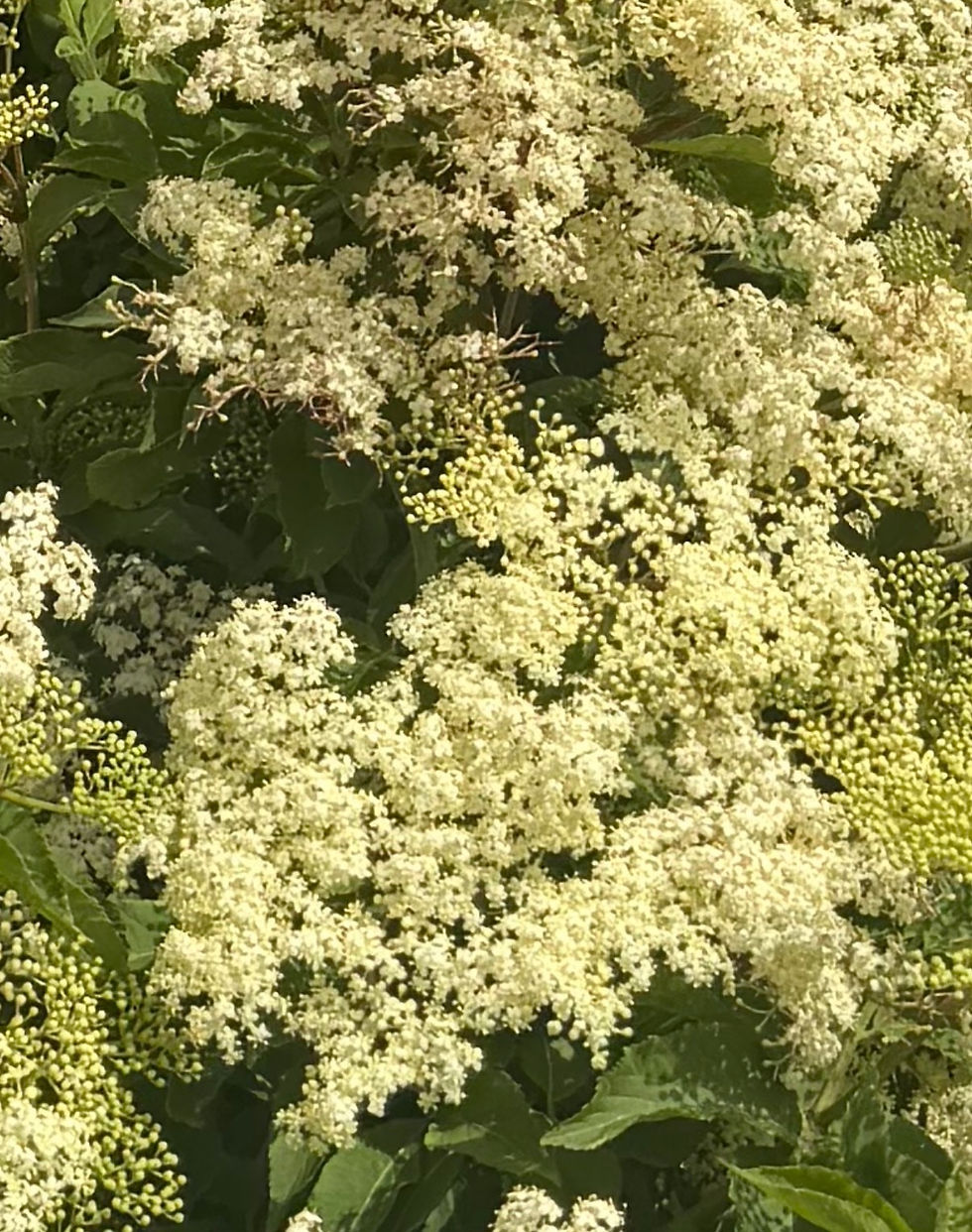 Elderflower Blossom