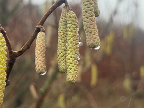 Hazel catkins