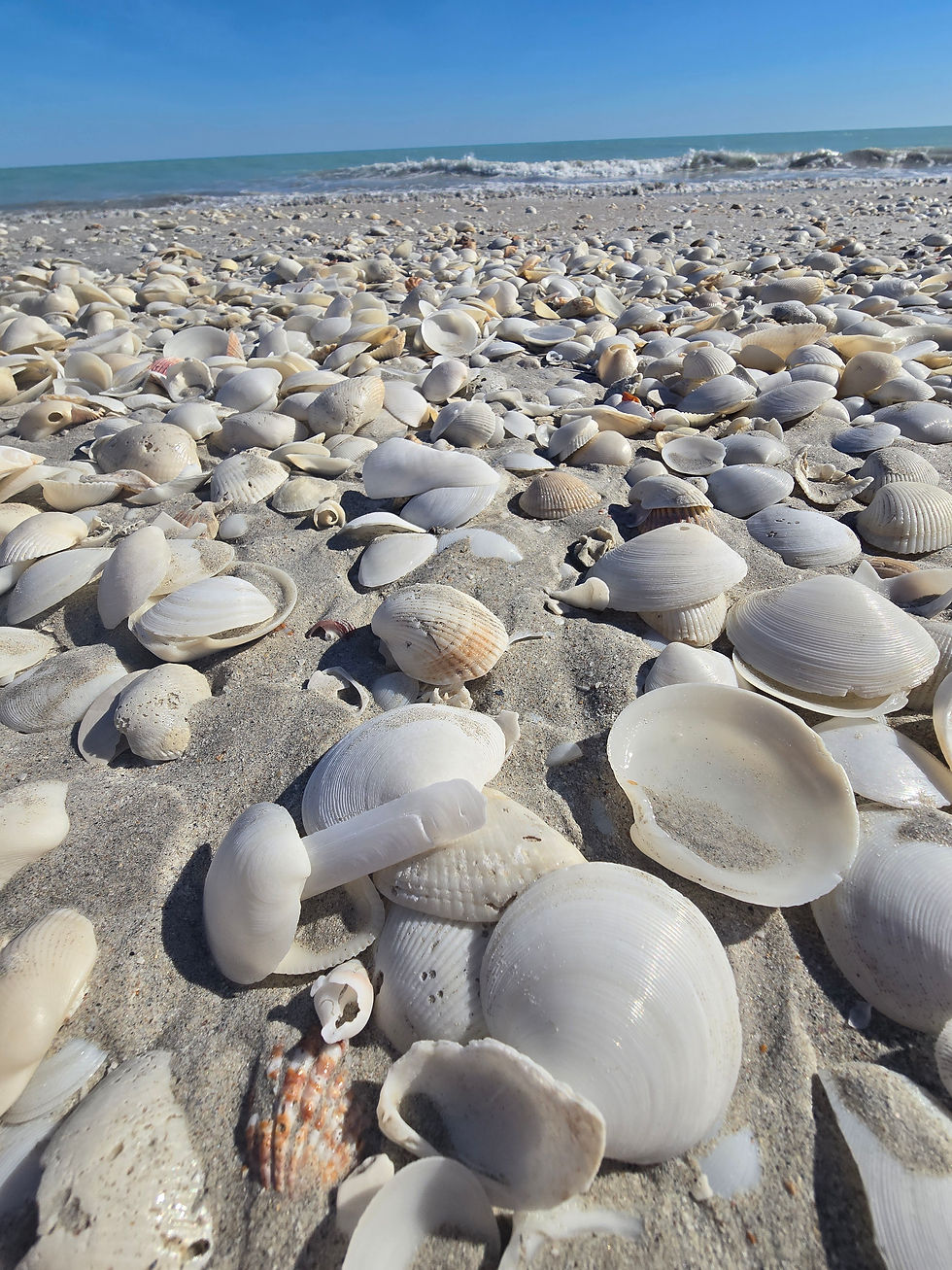 Muschelbänke sorgen dafür, dass der kilometerlange Strand nicht langweilig wird