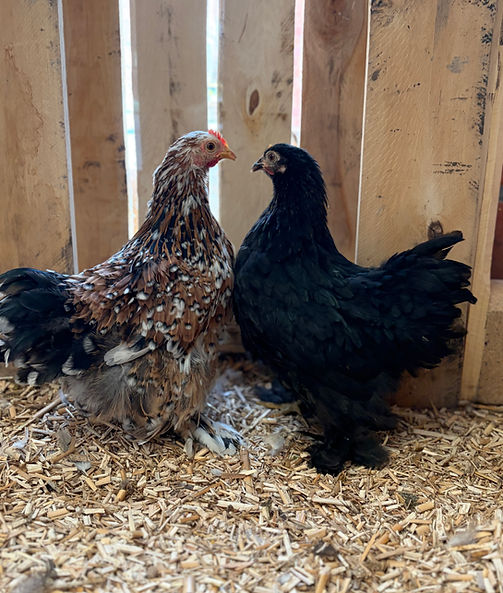Poule Cochin à vendre Le Roeulx