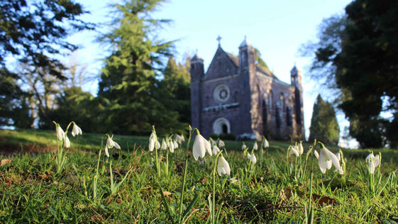 Killerton House Snowbells.jpeg