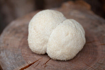 Fresh Loins Mane Mushroom 500g