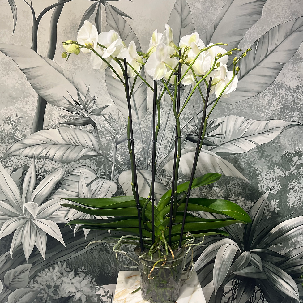 Miniatura: Orchidea Fortuno