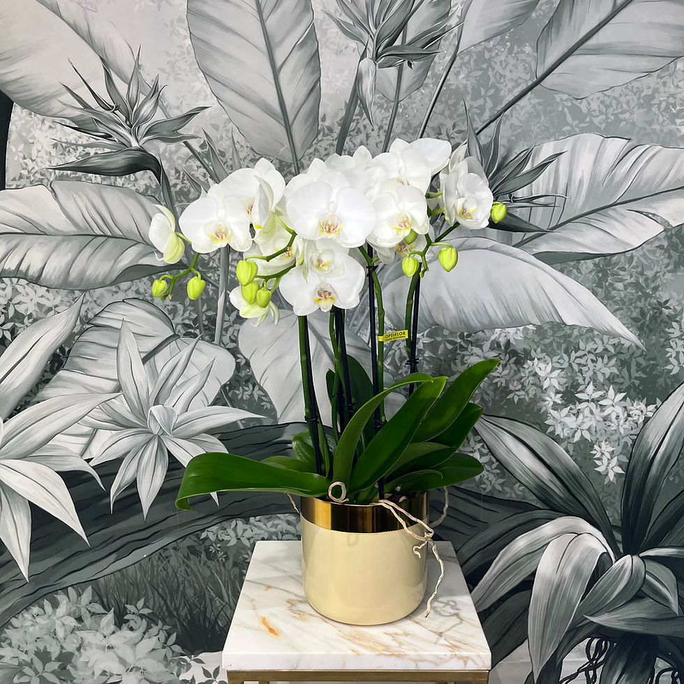 Miniatura: Orchidea  Impresso Mathilde