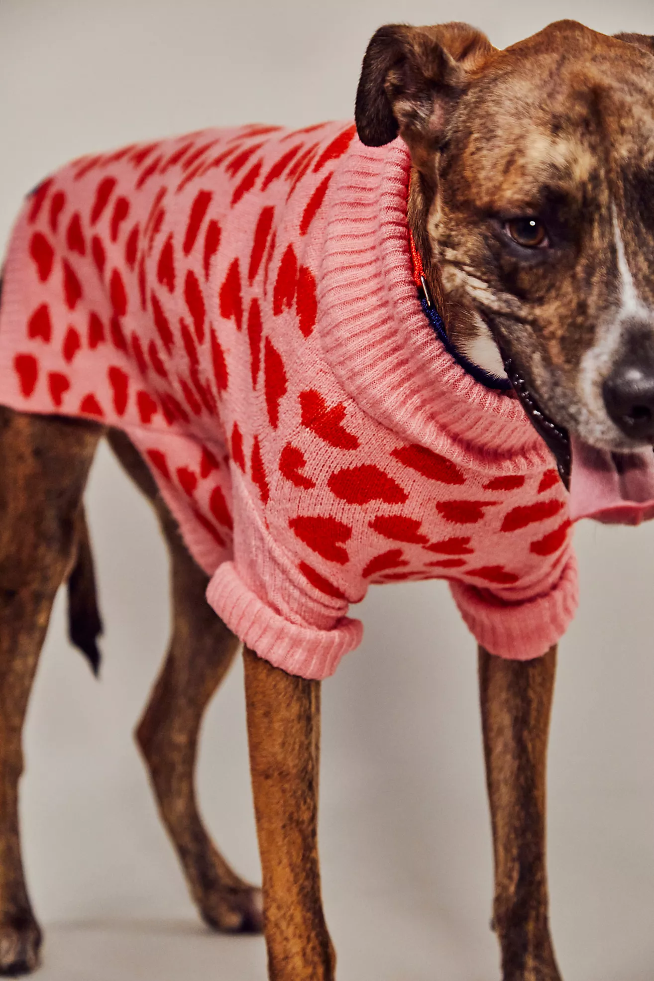 Why Your Dog Needs A Sweater WAG&MORE