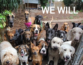 KB all dogs_edited_edited.jpg