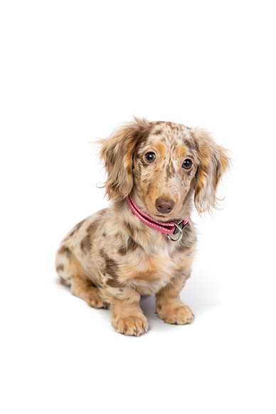 Merle Dachshund puppy wearing pink collar