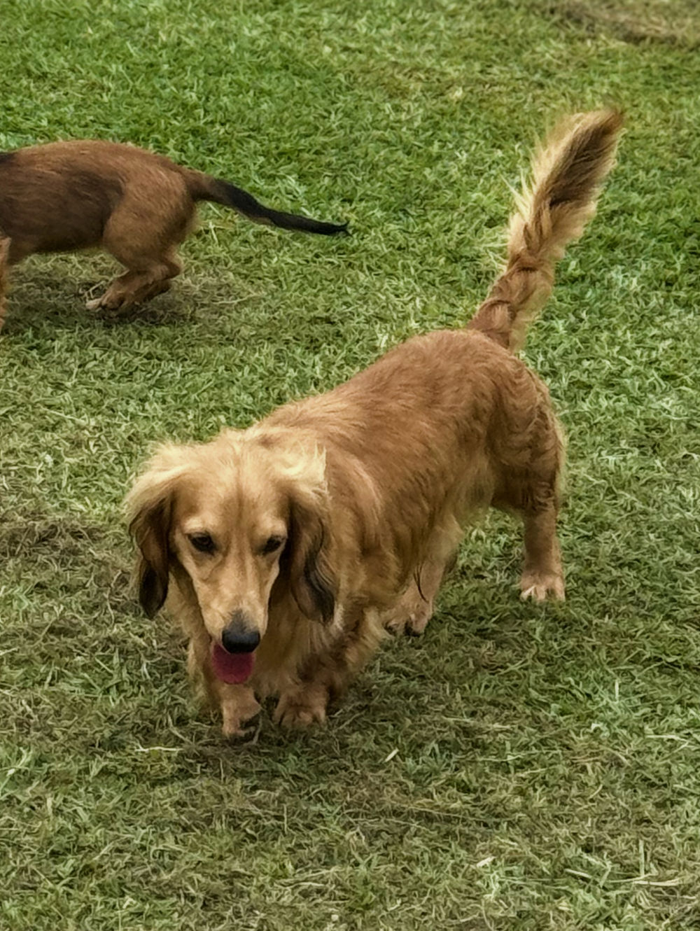 Long-haired dachshund on grass, tongue out, dog in background