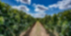 Photo des vignes de l'Abbaye de Maizières