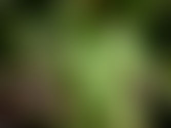 Feuille de vigne en complantation