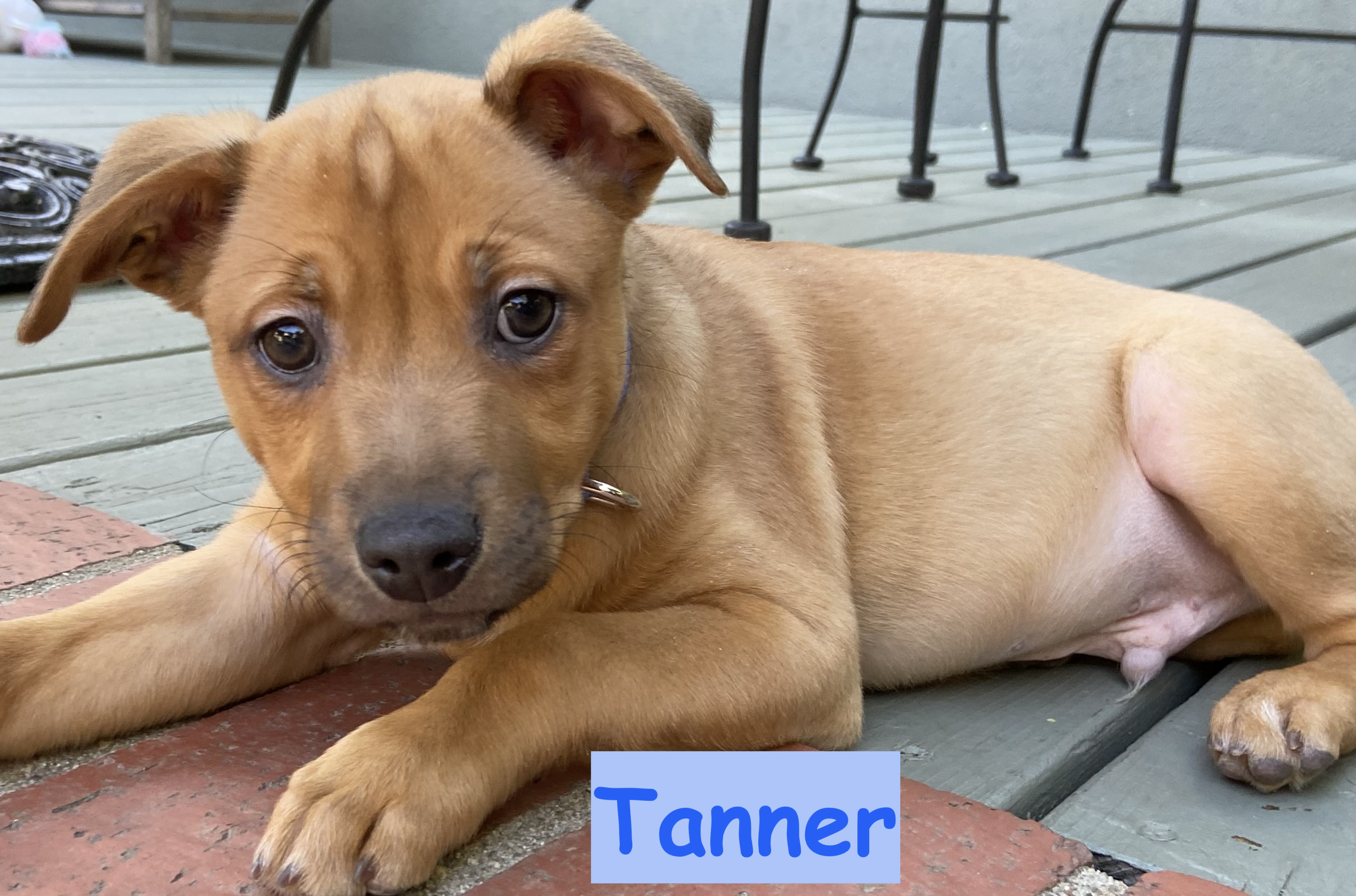 Tanner