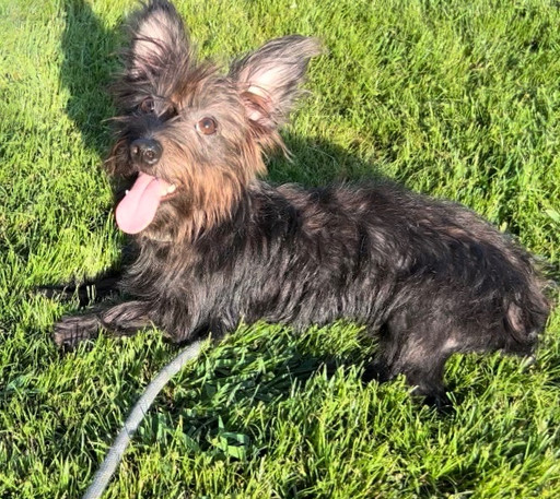 8 month old female Morkie in need of a foster