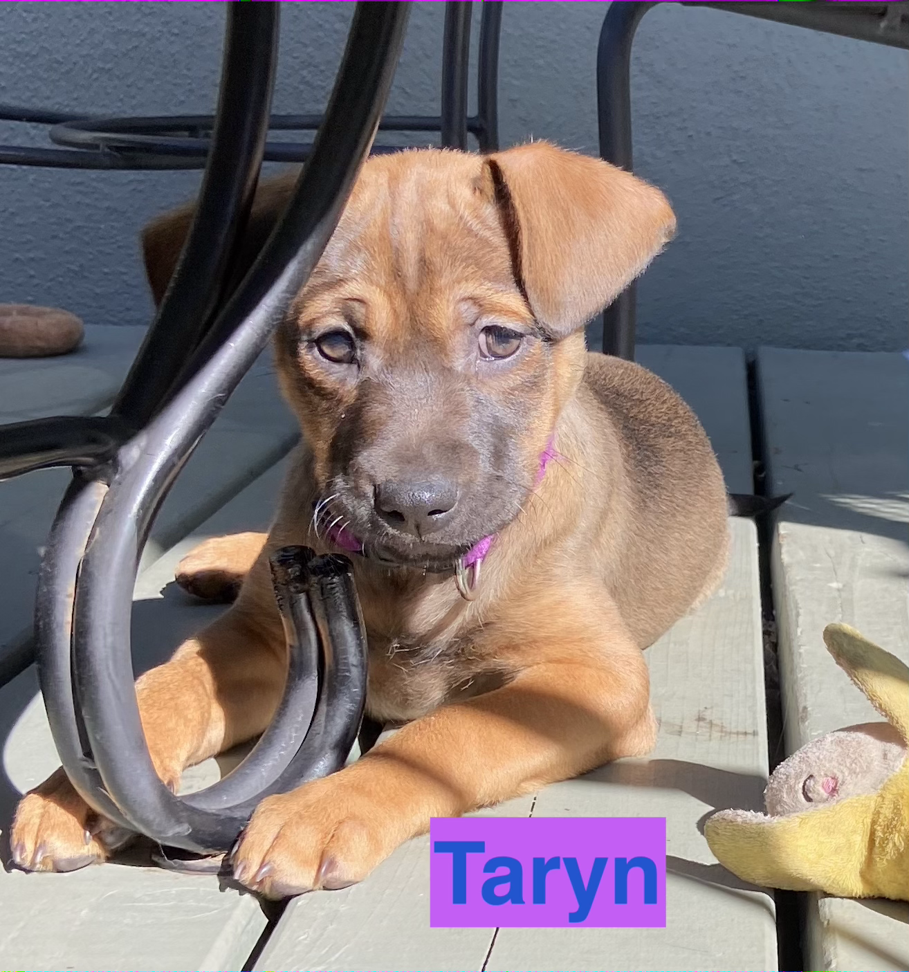 Taryn