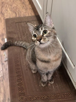 Lily