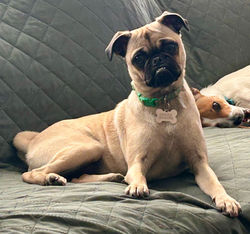 Heidi ( Adoption Pending)