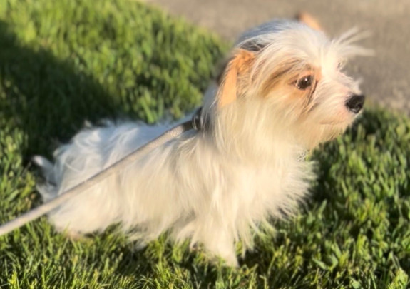 3 year old female Maltese Yorkie in need of a foster