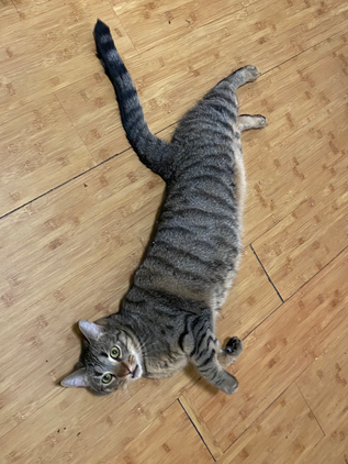 Toborlone is need of a foster home