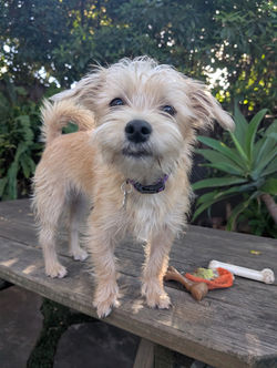 Benji