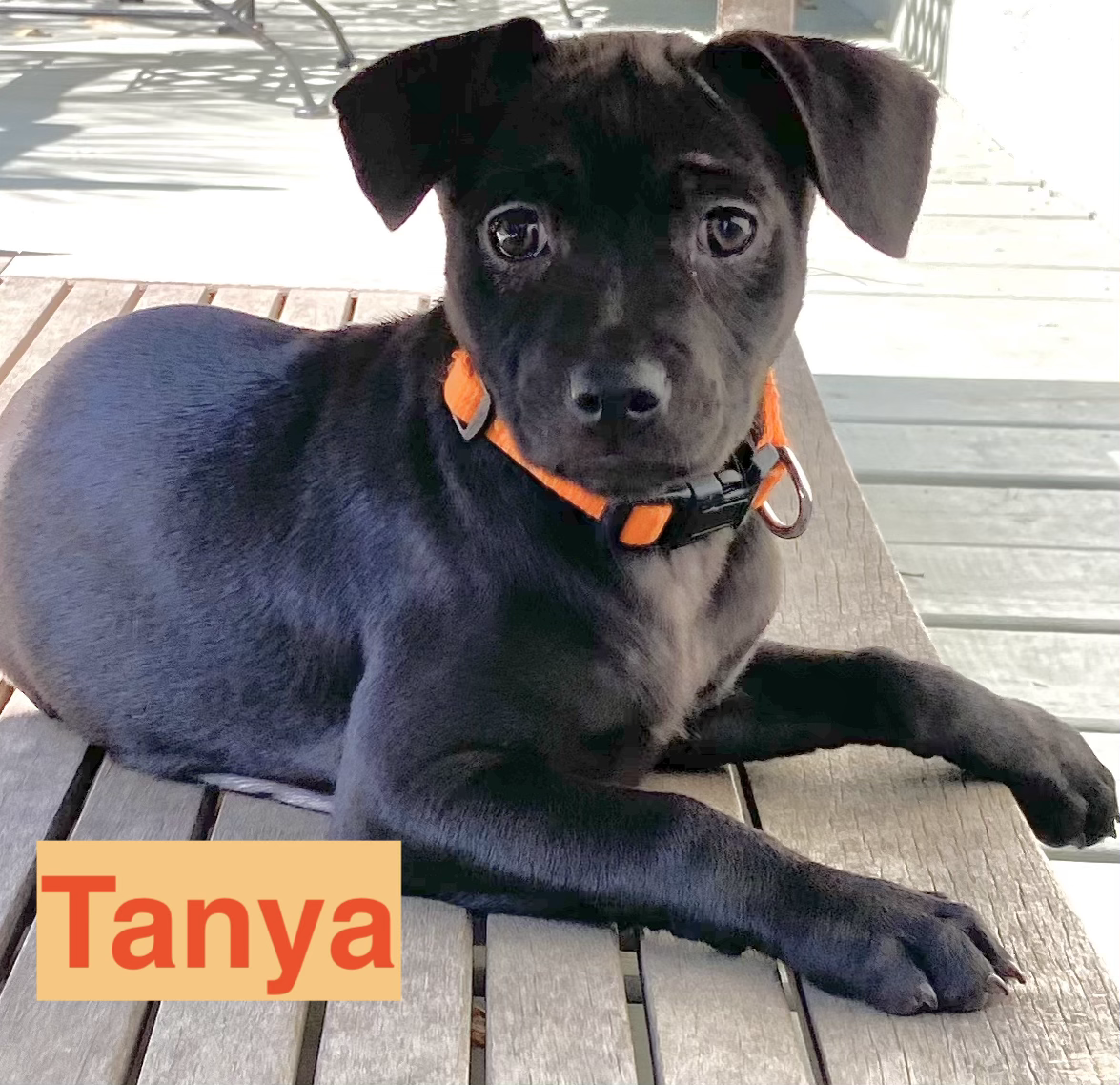 Tanya
