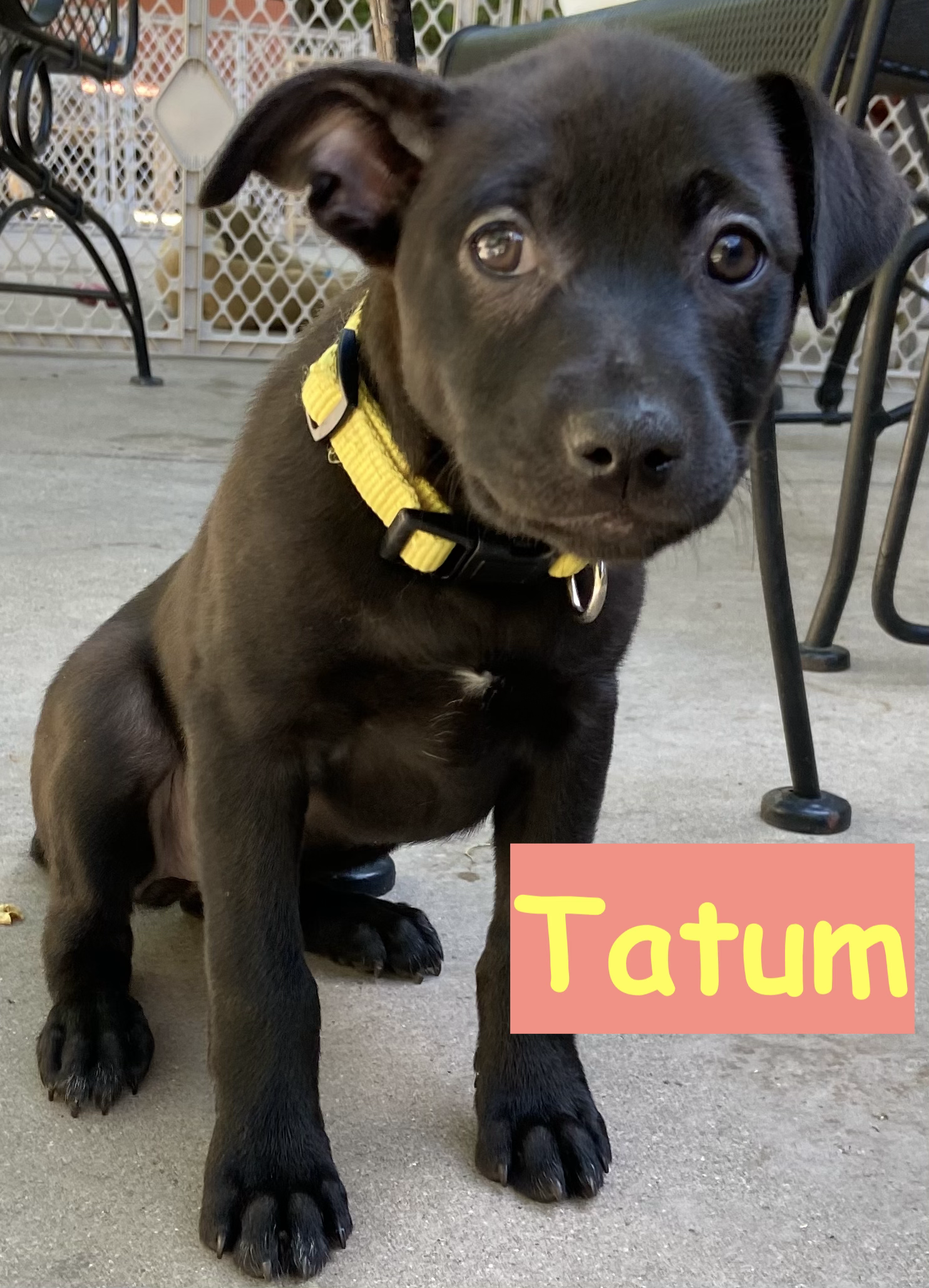 Tatum