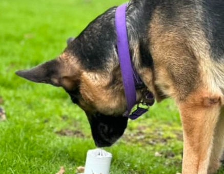 What is scent detection?