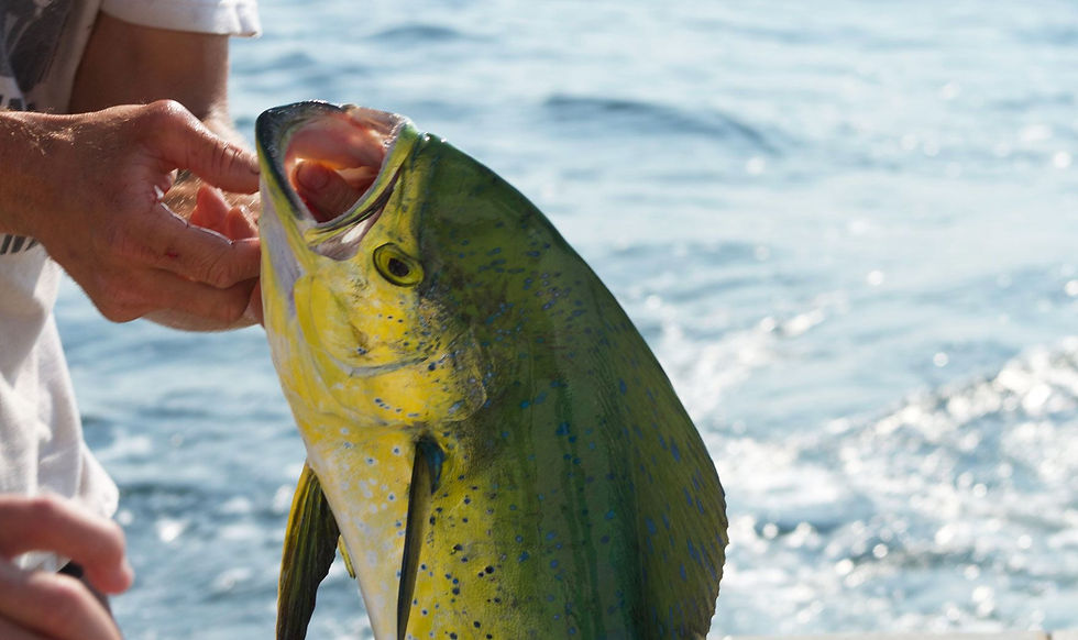 Mahi Mahi Tuna Fishing