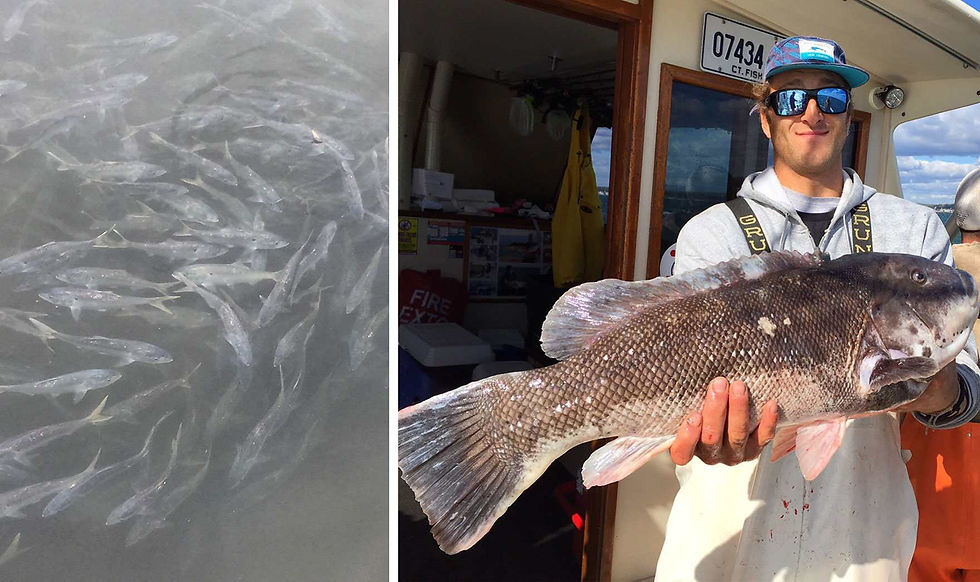 Tautog Deep Sea Fishing