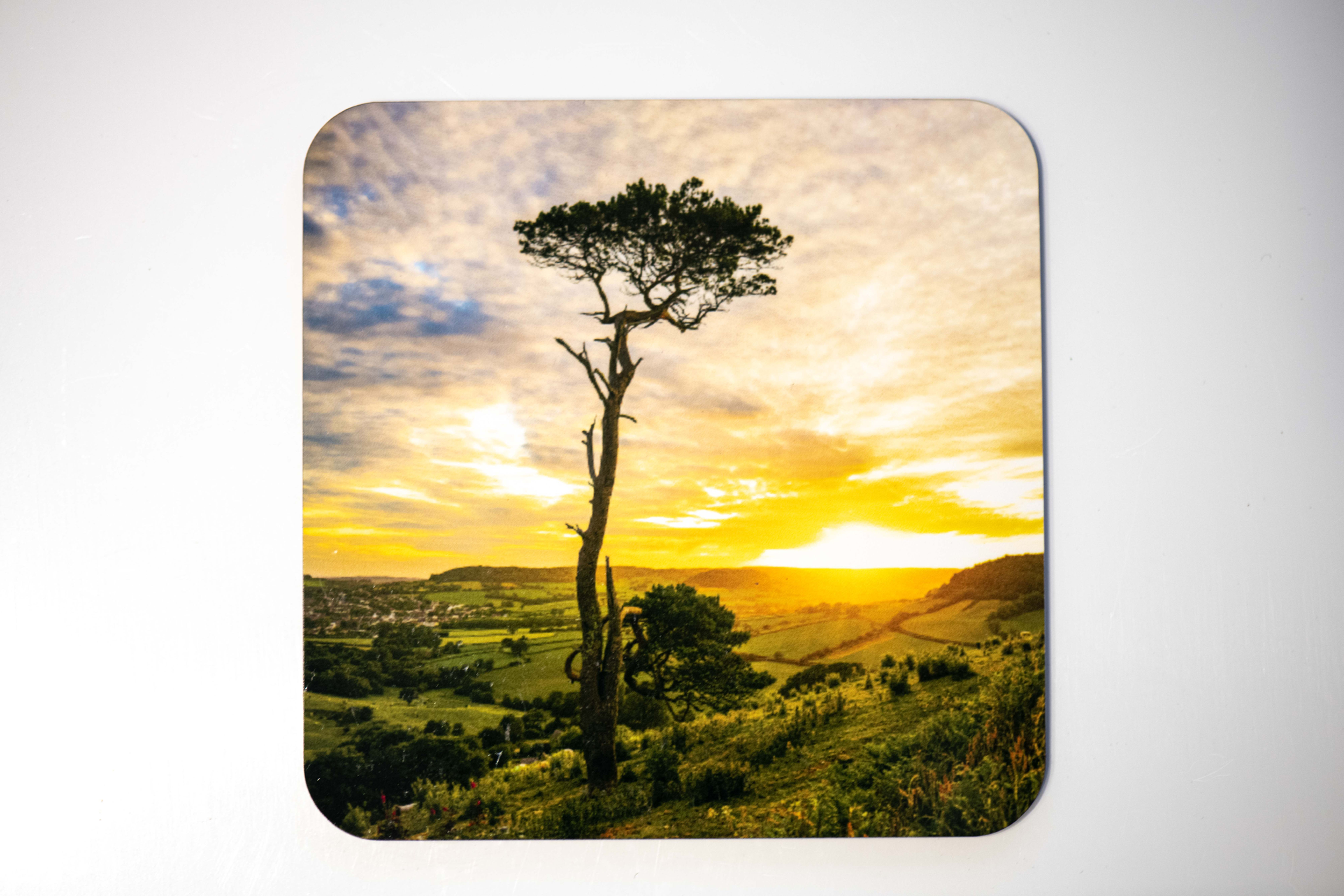 Lone Tree, Sidmouth Coaster