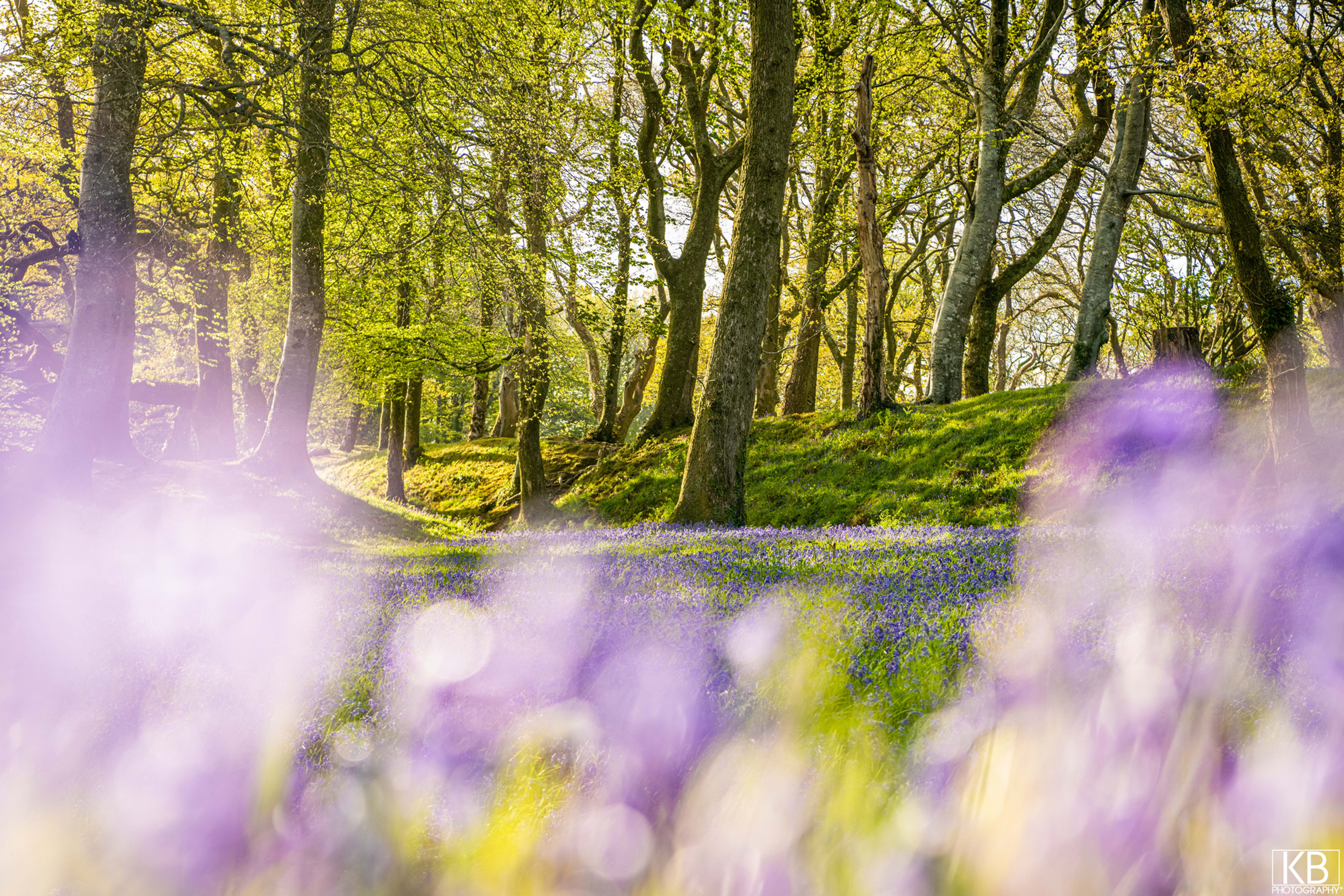 Blackbury Camp Bluebells 4