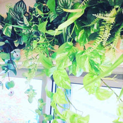 グリーンフレーム