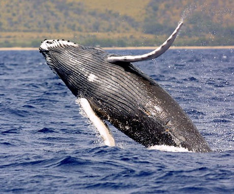 ballena jorobada.jpg